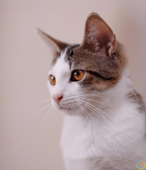 猫咪的魅力：无尽的陪伴与温暖