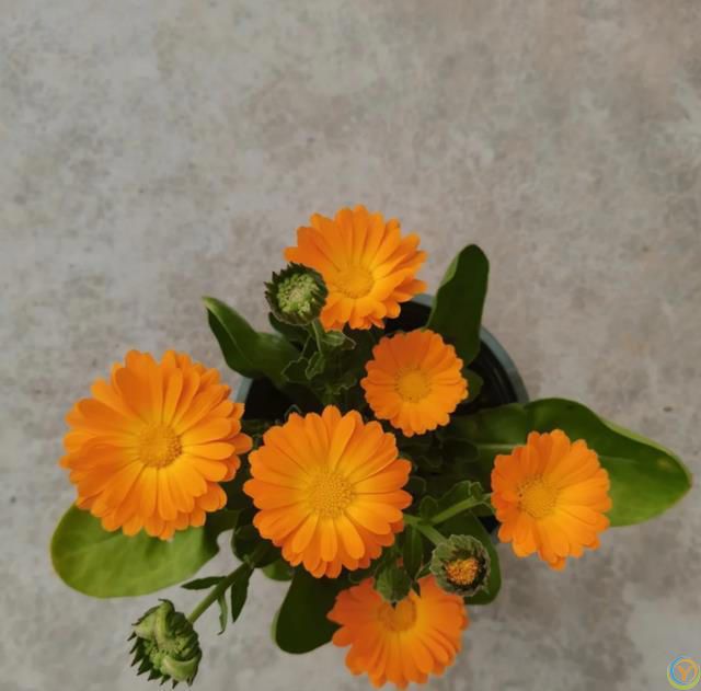 这8种花，花期长到离谱！养好了，甚至一年四季都能开花！