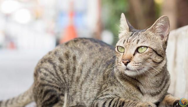 虎斑猫和狸花猫的区别！虎斑猫与狸花猫：从外貌到性格的***对比