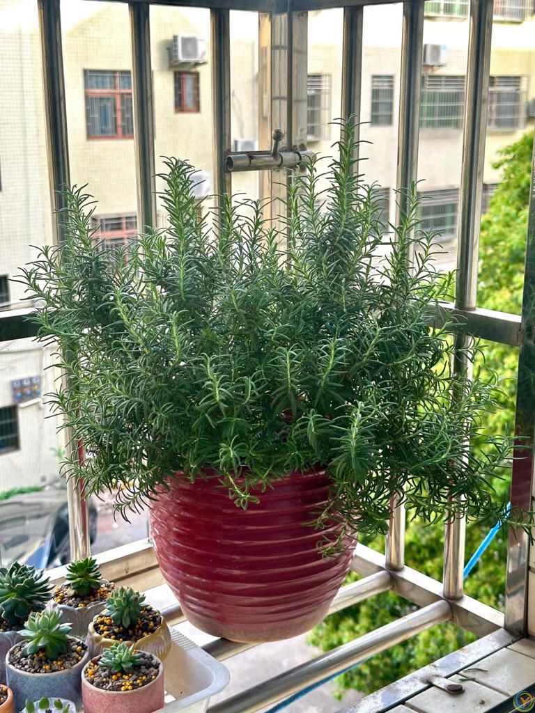 蚊子最“讨厌”的8种植物，家里养1盆，蚊虫不进门