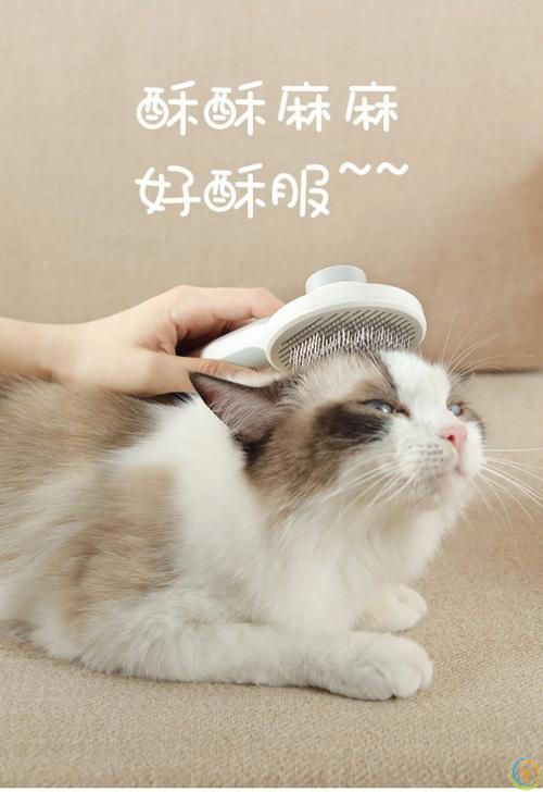 高颜值猫咪大盘点！如何让你的爱宠美颜升级？
