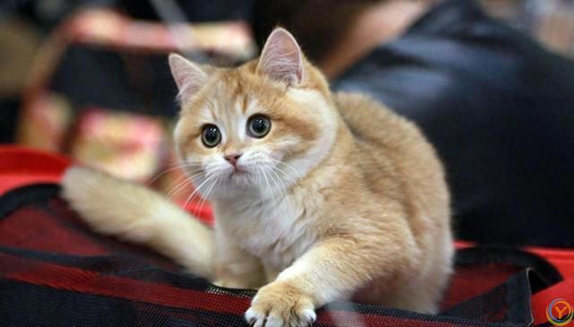 猫的毛发大部分是什么颜色？猫咪毛色之谜：那些让人爱不释手颜色