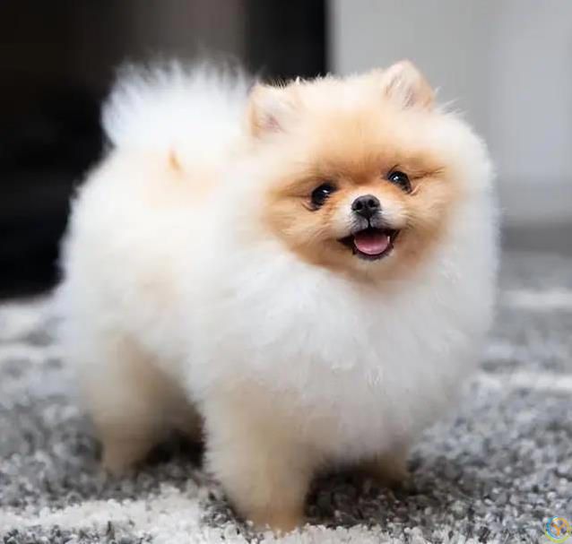 6种小型犬超好养，寿命长到19年，你家选哪只？