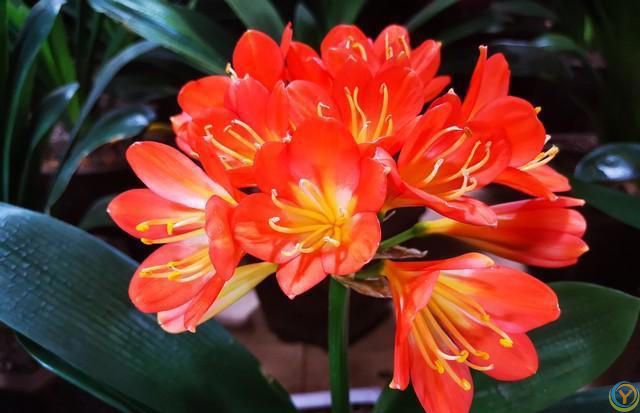 温度高于30度，这些花就要“睡觉”，少水，停肥，反而更健壮