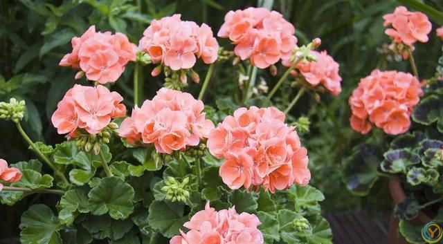 温度高于30度，这些花就要“睡觉”，少水，停肥，反而更健壮