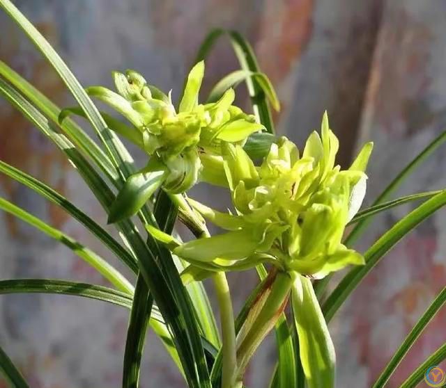 温度高于30度，这些花就要“睡觉”，少水，停肥，反而更健壮