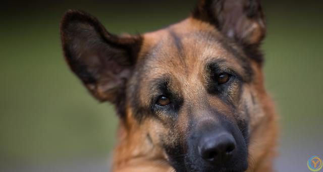 什么颜色的狗比较好，比较适合当宠物养？