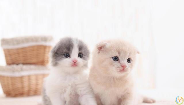 猫的毛发大部分是什么颜色？猫咪毛色之谜：那些让人爱不释手颜色