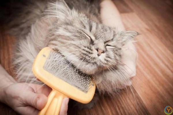 高颜值猫咪大盘点！如何让你的爱宠美颜升级？