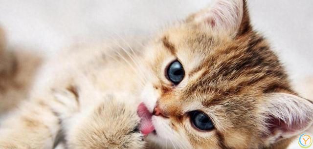 你能确定你家猫咪被你养的很好吗？