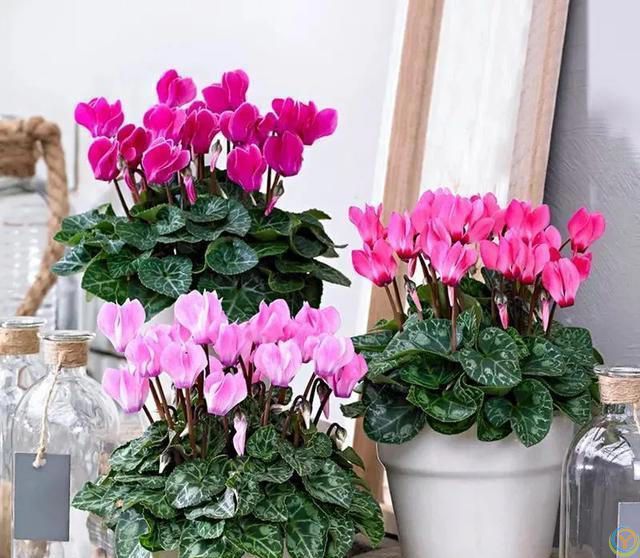 温度高于30度，这些花就要“睡觉”，少水，停肥，反而更健壮