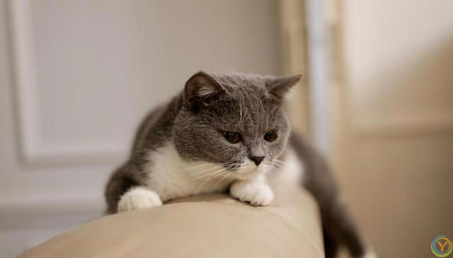 养猫新手攻略：挑选适合自己的猫咪，享受幸福的撸猫生活