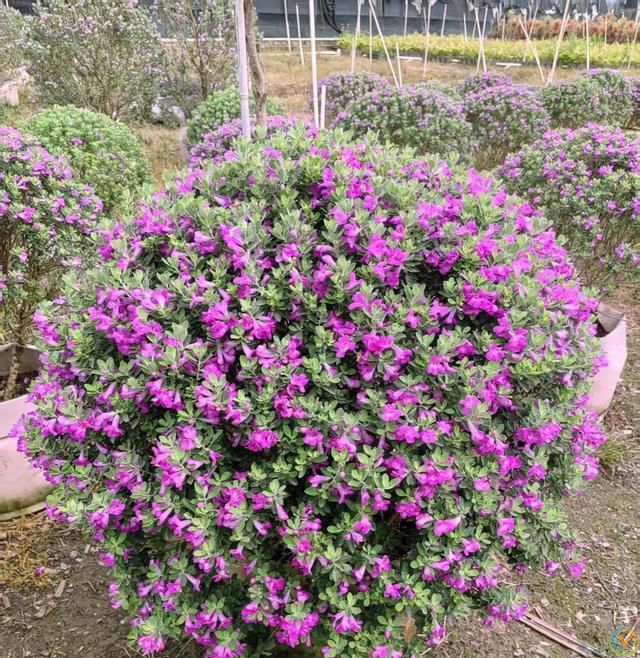 有种冷门、但很***的花，不输三角梅，春天开到秋天，耐热又耐寒