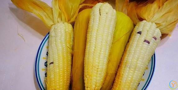 煮玉米老硬不好吃？加两勺料，香甜嫩滑不输街边摊！