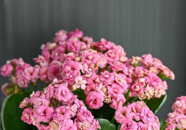 温度高于30度，这些花就要“睡觉”，少水，停肥，反而更健壮