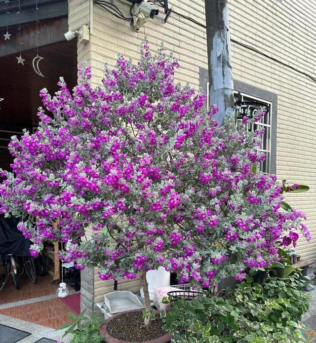 有种冷门、但很***的花，不输三角梅，春天开到秋天，耐热又耐寒