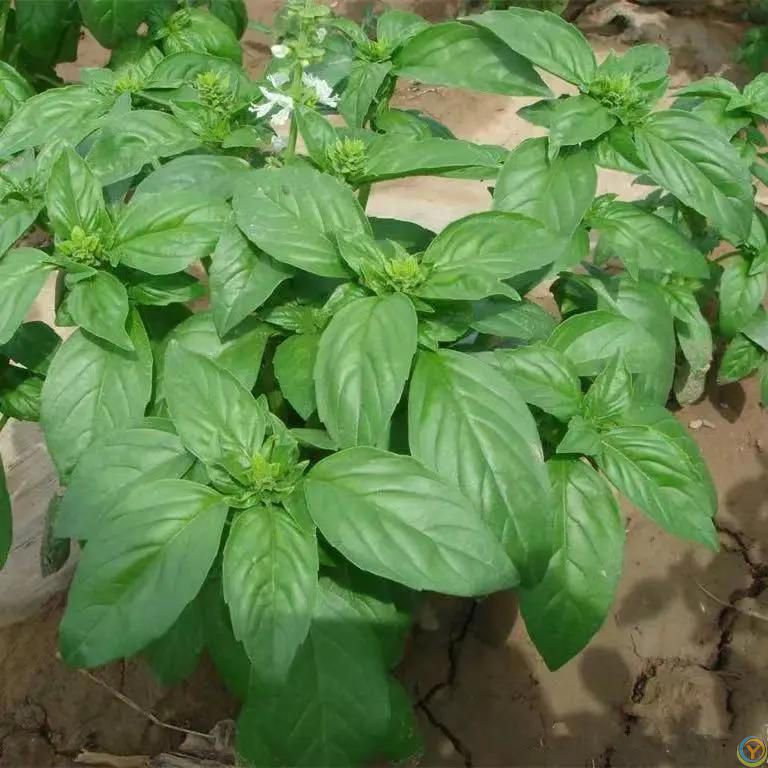 蚊子最“讨厌”的8种植物，家里养1盆，蚊虫不进门