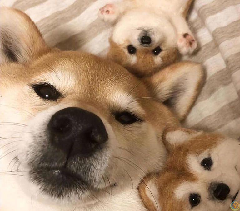 公认“最漂亮”的7种狗，来看一下你最喜欢哪个？