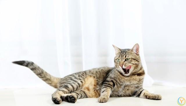 猫咪的魅力：无尽的陪伴与温暖