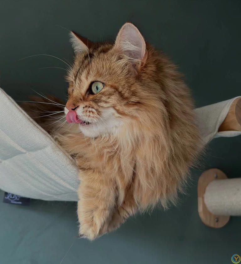 猫咪那些“烦死人但超可爱”的瞬间，你家猫咪也这样吗