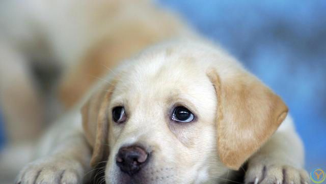 什么颜色的狗比较好，比较适合当宠物养？