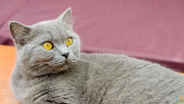 揭秘猫咪的梳妆台：猫为何爱整理毛发？完全不梳理的猫咪正常吗？