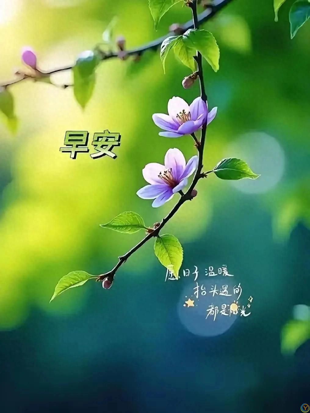 早上好38张美图风景照片，亲切的问候天天到，美好的祝福日日新