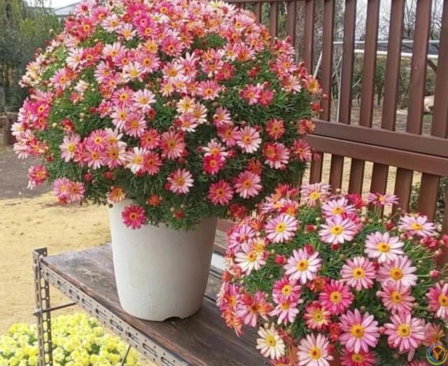 这8种花，花期长到离谱！养好了，甚至一年四季都能开花！