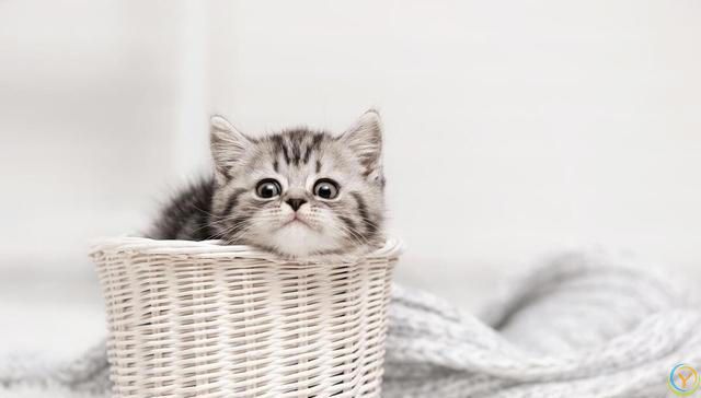 你能确定你家猫咪被你养的很好吗？