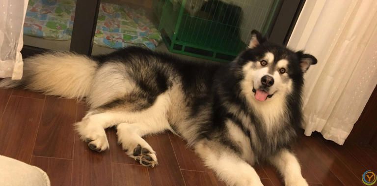 公认“最漂亮”的7种狗，来看一下你最喜欢哪个？