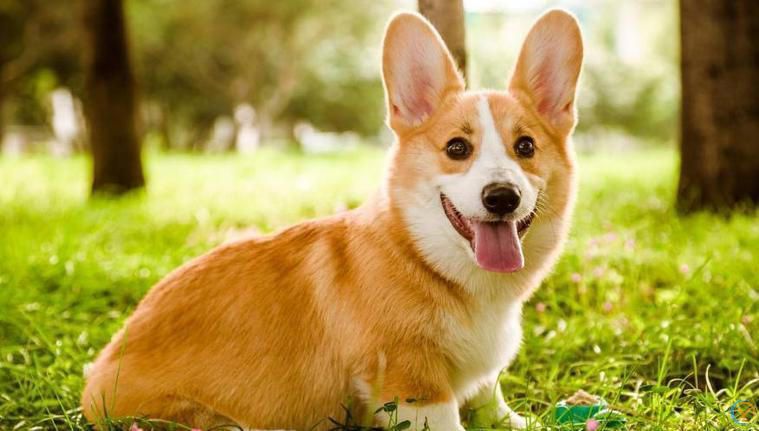 公认“最漂亮”的7种狗，来看一下你最喜欢哪个？