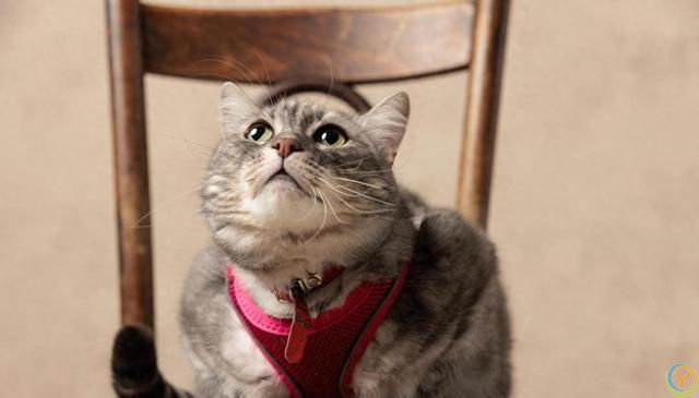 猫咪为什么对所有事情都好奇？是天生的吗？如何满足猫咪的好奇心