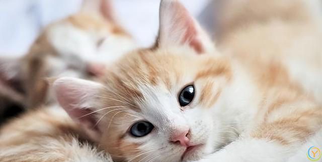 撸猫前必看的4种“禁忌”，你这样做，猫咪不恨你才怪