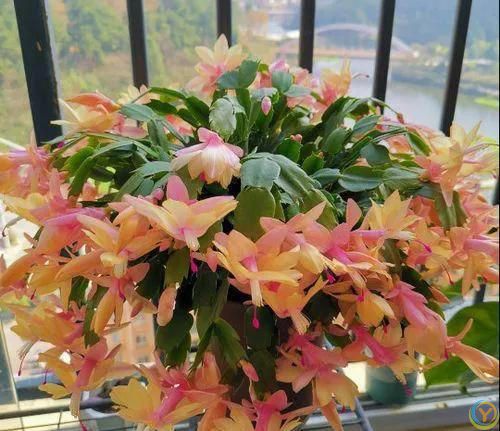 温度高于30度，这些花就要“睡觉”，少水，停肥，反而更健壮