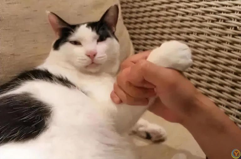 一篇文章带你看完猫咪的一生，值得每一位铲屎官看一看！