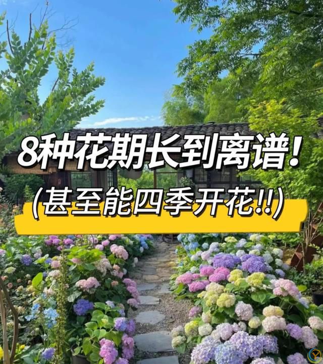 这8种花，花期长到离谱！养好了，甚至一年四季都能开花！