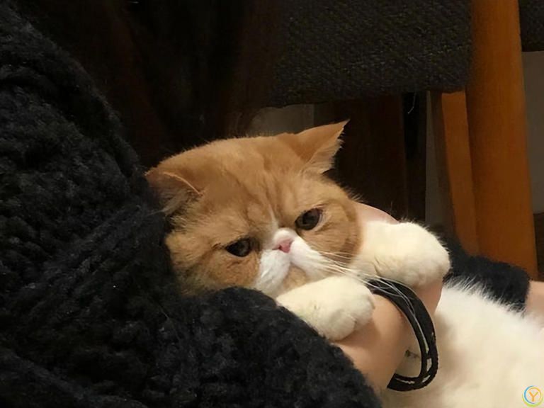 高颜值猫咪大盘点！如何让你的爱宠美颜升级？