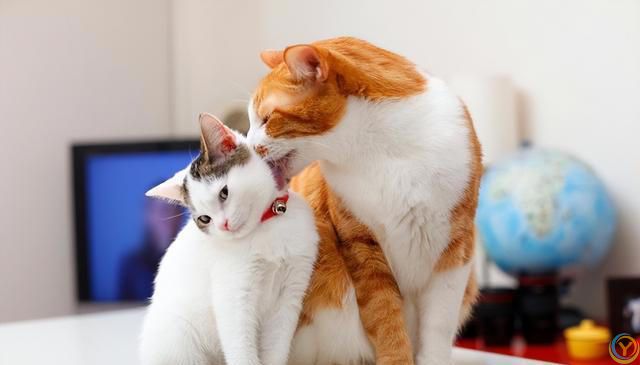 揭秘猫咪的梳妆台：猫为何爱整理毛发？完全不梳理的猫咪正常吗？