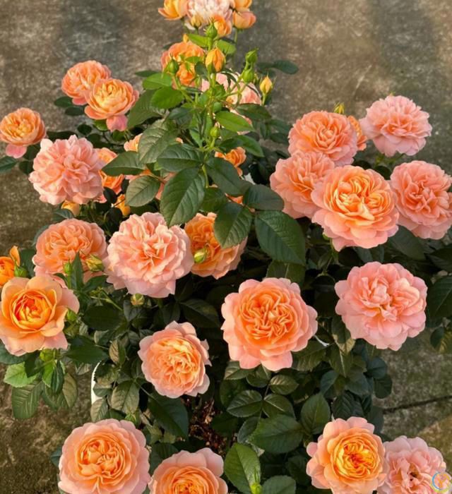 这8种花，花期长到离谱！养好了，甚至一年四季都能开花！