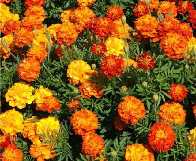 这8种花，花期长到离谱！养好了，甚至一年四季都能开花！