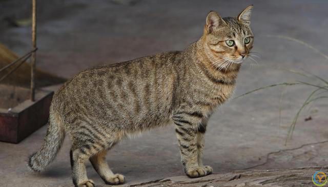 虎斑猫和狸花猫的区别！虎斑猫与狸花猫：从外貌到性格的***对比