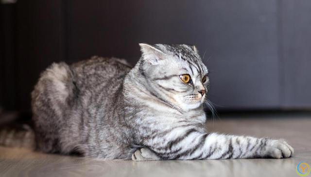 养猫新手攻略：挑选适合自己的猫咪，享受幸福的撸猫生活