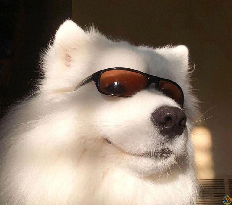 公认&ldquo;最漂亮&rdquo;的7种狗，来看一下你最喜欢哪个？