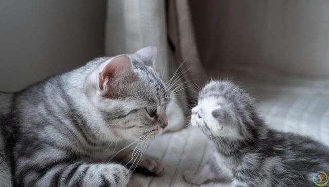 养猫新手攻略：挑选适合自己的猫咪，享受幸福的撸猫生活