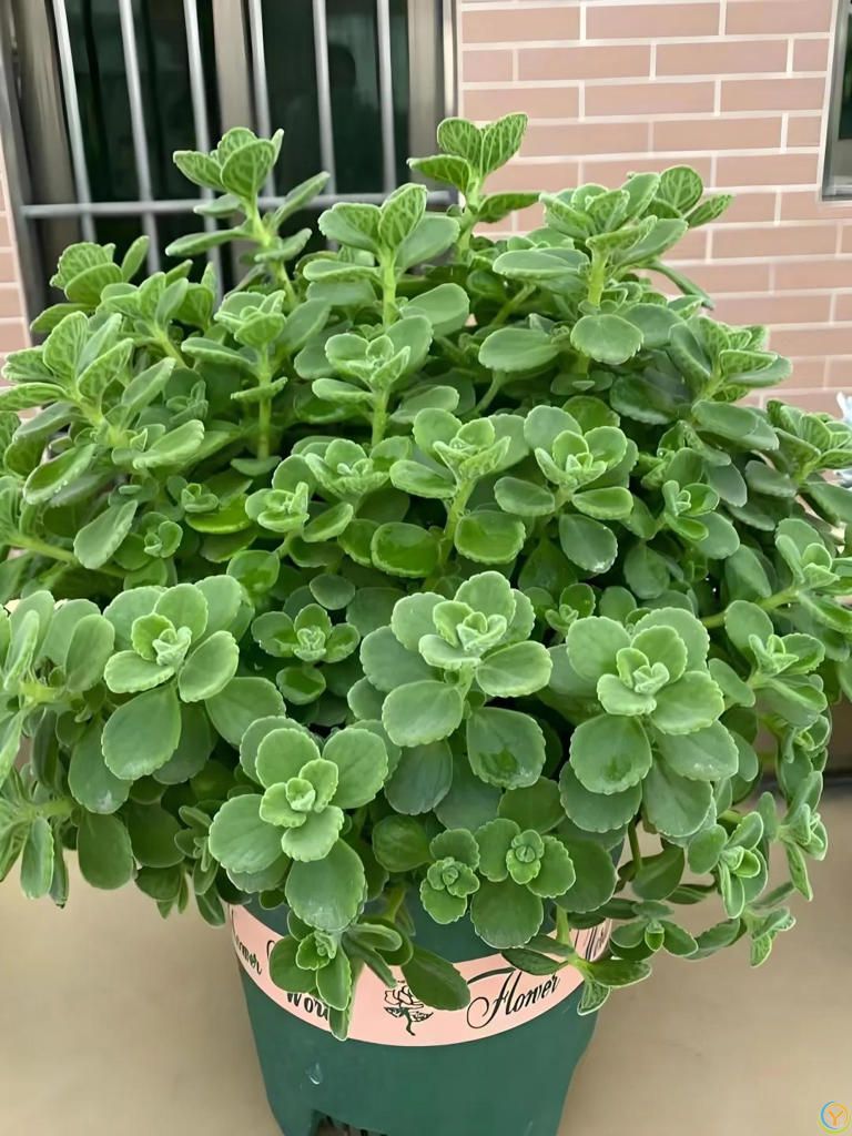 蚊子最“讨厌”的8种植物，家里养1盆，蚊虫不进门