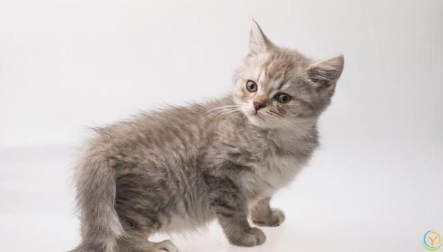 猫咪的魅力：无尽的陪伴与温暖