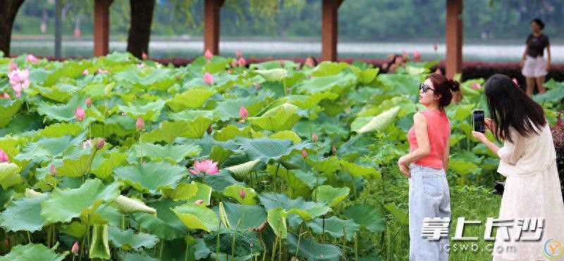 组图｜年嘉湖上荷花开 赏荷打卡正当时