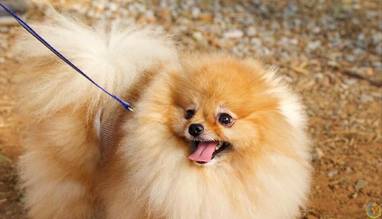 公认“最漂亮”的7种狗，来看一下你最喜欢哪个？