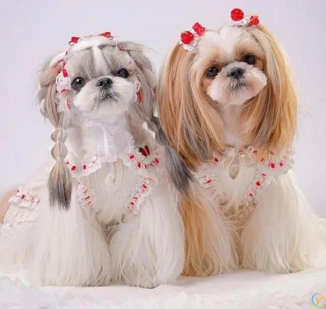 6种小型犬超好养，寿命长到19年，你家选哪只？