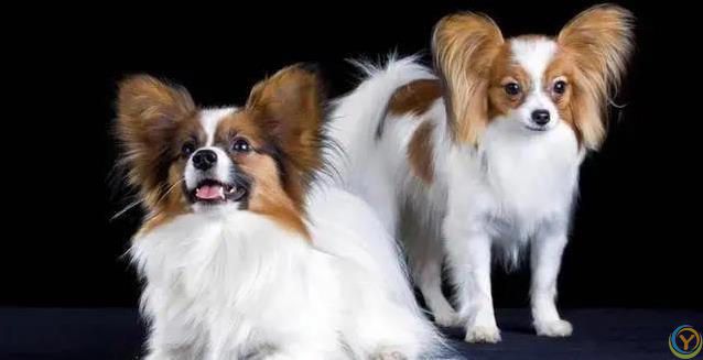 6种小型犬超好养，寿命长到19年，你家选哪只？